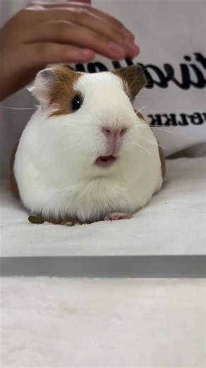 Guinea Pig Videos: Cutest Moments Revealed!