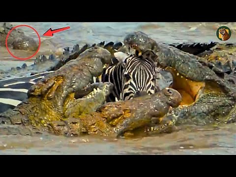 CROCODILES : The terrifying way of hunting of cold-blooded predators | ANIMAL DOCUMENTARY