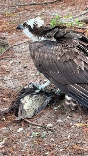 Official Gatorland Instagram on Instagram: "Early Bird Special… #gatorland #wildlife #osprey #florida #birds"