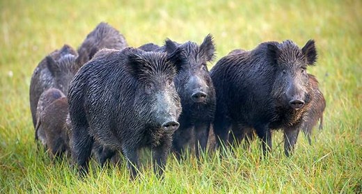 30-50 Feral Hogs | Know Your Meme