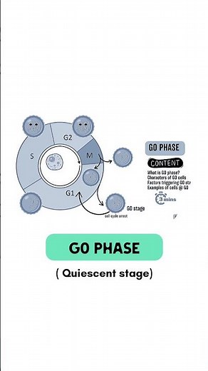 G0 Phase || Quiescent stage || #neet2026 #cell #division #g0 #aiims #strategy #delhi
