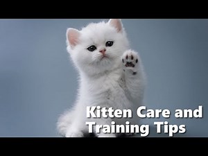 Kitten Care and Training Tips