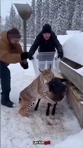 sheep trying to escape #funnyvideos #comedyshorts #trynottolaugh #viralvideo