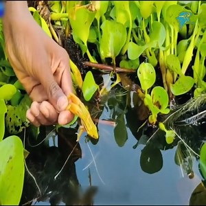 Amazing Frog Fishing | Lungu Valerie