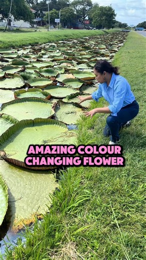 The Victoria amazonica, also known as the Giant Water Lily, is an iconic aquatic plant native to the Amazon River basin. | Visit Guyana