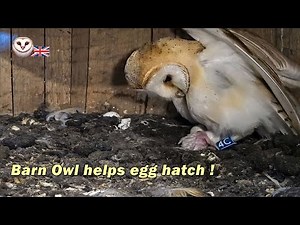 Barn Owl gently uses beak to help egg hatch 🦉❤️🦉