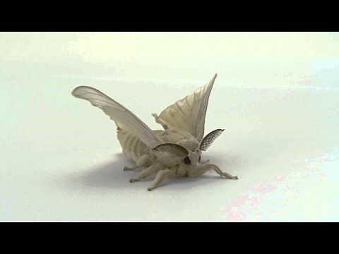蚕の成虫（オス）
