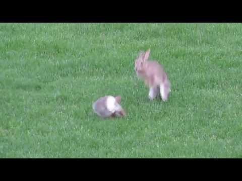 Jumping bunnies