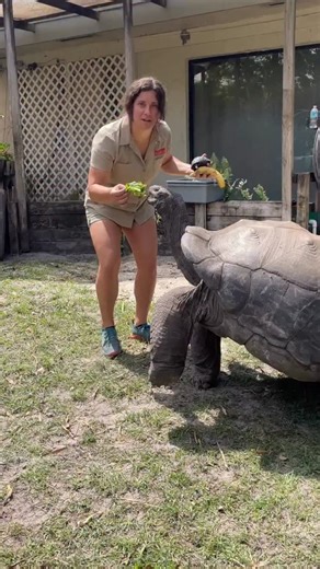 These Aldabra Tortoises are huge but also very gentle🥰 I’ve got a little baby here and then an adult😳 Juts look at that size difference🤯 These guys become giants and are actually the second largest Tortoise just behind the Galapagos Island Tortoises👀 It’s wild how different these tortoises can be and all due to having to adapt to their own environment😁 These type of tortoises are native to the Seychelles Islands and are well taken care of over here at Sam’s Place😁 | The Reptile Zoo