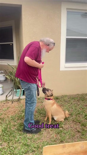 Obedience isn’t just pretty commands - it’s pressure, reward, and consequence. No gray area.