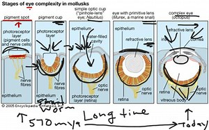 Evolution Of The Eye | Educreations
