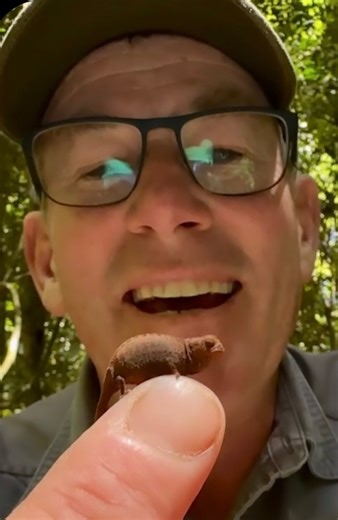 Like a tiny alien! Third smallest chameleon on the planet - how cute! #fypviralシ #fyp #reels #viral #conversation #chameleons #ivancarter #amazing #babyanimals | Ivan Carter