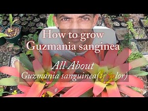 Guzmania sanguinea Bromeliad Growth Care & Culture