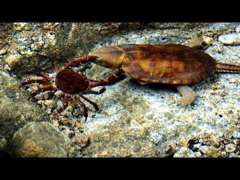 Northern Guangdong Woodland Series | Episode 2: Big-headed turtle