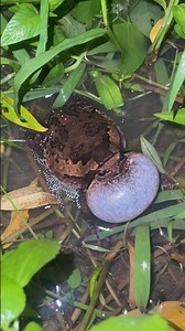 Funny Frog Sound! Its Throat Swells Like a Balloon! 🐸🎈 ⭐ #frog sound#frog calling