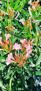 Oleander: A Poisonous Cure or Medicine of the Future? | The Weeds and Seeds Guy