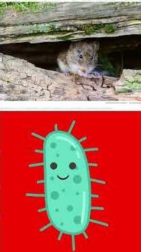 Hantavirus Cruise Ship #shorts #science #biology #health #healthcrisis #disease #diseaseprevention