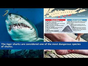 Tiger Shark Attacks Man In Egypt