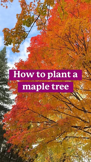 12K views · 100 reactions | Fall is the best time to plant trees!  Find a spot that gets 6-8 hours of sunlight in your yard, and plant a tree today to enjoy summer shade and beautiful fall colors for years to come. . . #treeplanting #plantingtips #gardening101 #gardeningforbeginners #mapletree #trees #landscaping #howtogarden #fastgrowingtrees #LandscapingIdeas #fallgardening #mapletrees | Fast Growing Trees | Facebook