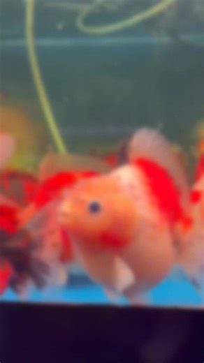 The Shogun Orange Goldfish is a bold, eye-catching variety known for its deep orange coloration, strong body shape, and commanding presence in the tank. With its thick scales, powerful swimming style, and confident behavior, it truly lives up to the name “Shogun.” Hardy and visually striking, this goldfish is a great choice for hobbyists who appreciate both beauty and strength in ornamental fish. #shogunorangegoldfish #goldfish #ornamentalfish #fancygoldfish #goldfishlover goldfishcommunity aqua