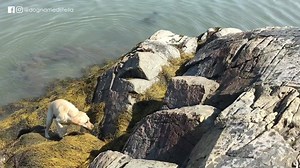 7 months since Stella's bilateral TPLO surgery, and she's climbing cliffs (OK, big rocks). Video in the works that shows the timeline of her surgery/recovery. #Fullstella #tplo #dognamedstella Follow Stella on Instagram: @dognamedstella https://www.instagram.com/dognamedstella | Dog Named Stella