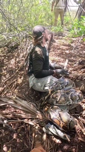 Anaconda Coils & Crushes Man – Insane Fight for Freedom Caught on Camera! #animals