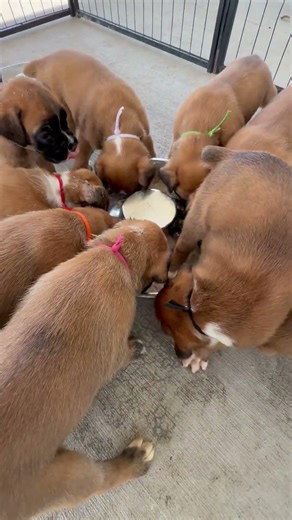 Boxer Puppy Flips for Puppy Mush || ViralHog