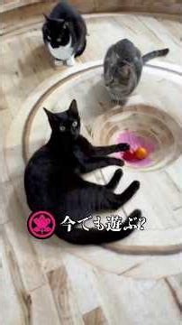 猫たちは覚えているか
