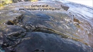 1.7K views · 75 reactions | When the time comes - we are ready for you to get back to nature. https://www.rainylake.org/plan-trip.html #rainylakemn #exploremn | Rainy Lake | Facebook