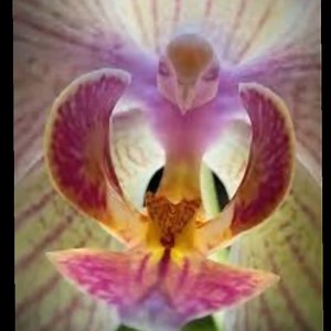 Beautiful Photos Of The World | Beauty of Flowers