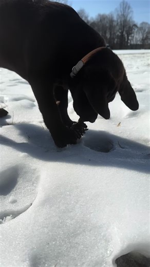 Chocolate Labrador: Nature's Favorite Chew Toy