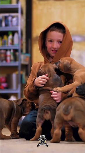 This Is Literally Puppy Overload #boerboels #boerboelpuppies #boerboeldog