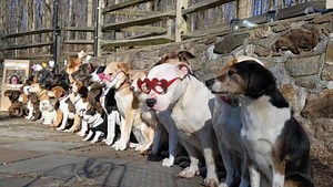 2K views · 229 reactions | Kissing booth! | Mind of Dog | Facebook