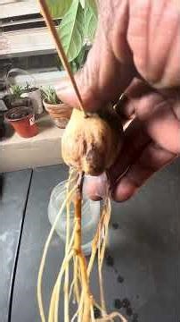 Florida Avocado Tree Update 🌱 Roots & Leaves Look Amazing!