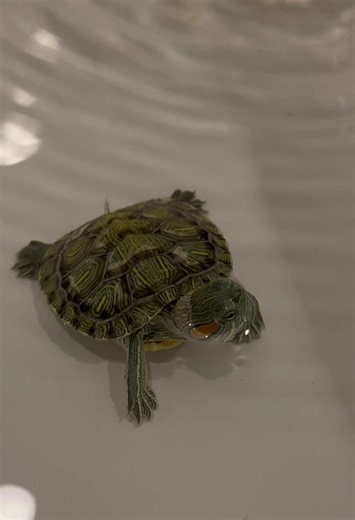 Enjoying Swimming Time with Red-Eared Slider Turtles