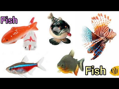 🐟 “Fish Names with Pictures | Easy Learning for Students” 🐟🐠🐟