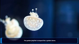 4 TYPES OF JELLYFISH