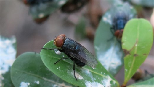 Doubling the Defense: USDA’s "Male-Only" Fly Breakthrough to Transform Screwworm Eradication