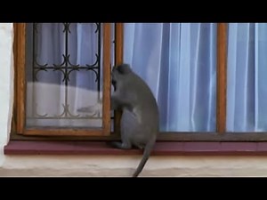 Breaking and Entering | Cheeky Monkey | BBC Earth