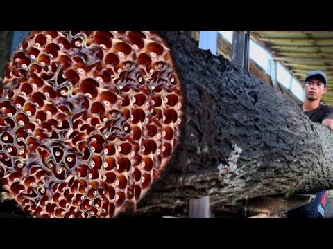 SHOCKING Reveal ! 30 year old black wood like rare grain