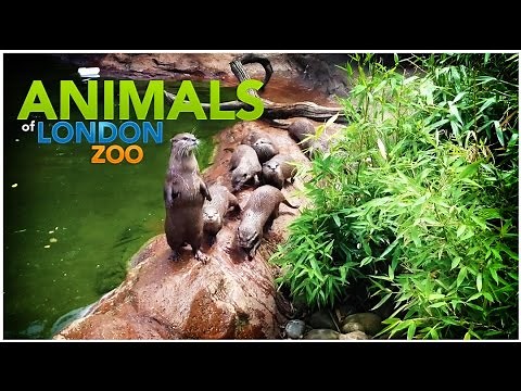 Animals of ZSL London Zoo HD 1080p