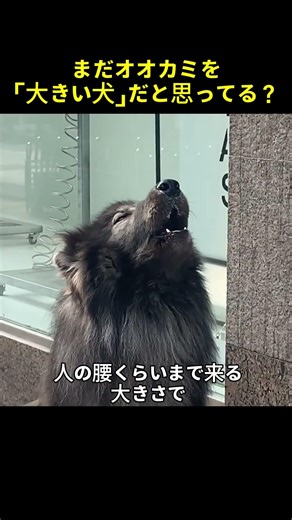 The reason why everyone who sees a wolf up close gets scared.