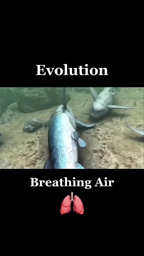 #evolution #lungs #fish #air
