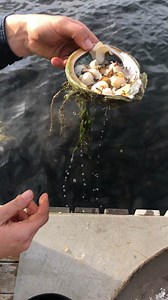 1. Dive for you abalone 2. Remove the abalone from the shell by releasing the muscle, discard the guts and clean the shell, set the shell aside. 3. Cut the lip off and abalone, rinse in the ocean. 4. Slice thinly, put a pan of ocean water on the fire and allow to come to 37c poaching temp, you should be able to put your hand in the water, just. 5. Place the abalone in the water, cook till it just starts to curl around the sides. It’s no ready to be stained. 6. Strain from the water by using the 