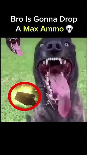 Real-Life Hellhound Is Crazy 💀