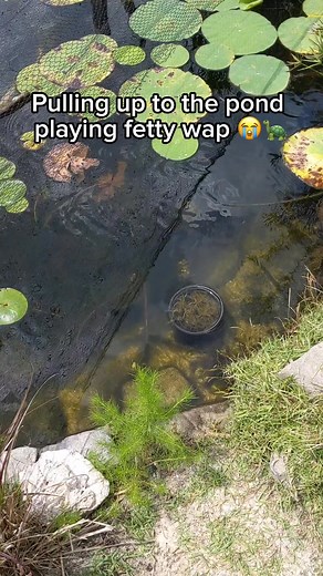 32K views · 813 reactions | TURTLES LOVE RAP 藍 ~~~~~~~~~~~~~~~~~~~~~~~~~#fish #aquarium #aquatics #reptiles #reptile #turtle #turtles #diamondbackterrapin #Dbt #turtleroom #tortoise #tortoises #cute #pets #petsofinstagram #cuteturtles #babyturtles #redearslider #Terrapin #terrapins #pond #ponds #aquascape #landscape #spottedturtle #turtlepond #concentric #endangered | DanTheTurtleMan | Facebook