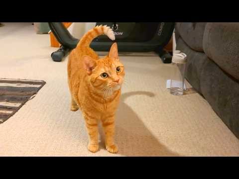 The MOST Adorable Cat Vocals in 30 seconds
