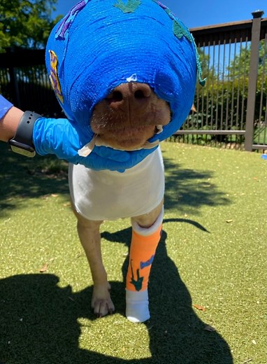 972K views · 9.2K reactions | Poor Buddy was cruelly set on fire and strangled with an extension cord, by a 12-year-old kid... Now, after a long road of recovery, he's finally getting the happy ending he deserves... 沈❤️ See him today in the comments: | Everything about life | Facebook