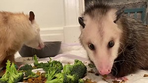 Jam session 🎶 the musical stylings of Starry & Corn ⭐️🌽 This particular ditty is best enjoyed at full volume around 4am ❤️🦦🐈🌈🌝🚗🍌 #crunchy #snacks #smorgasbord #togethertime #friends #loud #music #newmusic #newalbum #bestfriends | Sesame the Opossum