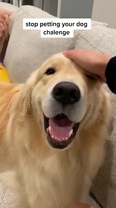 Love his derp face #stop #funny#cute#goldenretriever #fyp #dogsofinstaworld #dogsdaily #dogstagram #dogsofnyc #dogsoftheday #dogsarethebest #dogslovers #dogslife #dogsthathike #dogsofig #dogsarefamily #dogsitting #dogs #dogsofcanada #dogsofinstagram #dogscorner #dogselfie #dogsonadventures #dogsoninstagram #dogstargram #dogsoflove #dogsandpals #dogso #dogsofinstgram #dogsrule #dogstyle #dogslover #dogsofinsta #DogsOfAustralia #dogsofficialdog | Mauithegoldenpupbest